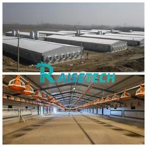 Premium Chicken Coop Equipment for Optimal Floor Raising High 2-4m Width 9-18m Origin China Condition New Length 40-140m - Raisetech Co., Ltd. - China