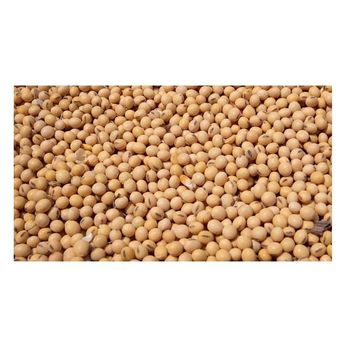 High Protein Yellow Soybean Soya Beans / Soy Bean For Sale Origin Other Features Organic Degree of Processing Dried, Raw - Exigentelaxia Unipessoal Lda - Portugal