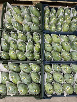 MANGO - sun fruits general export - Egypt