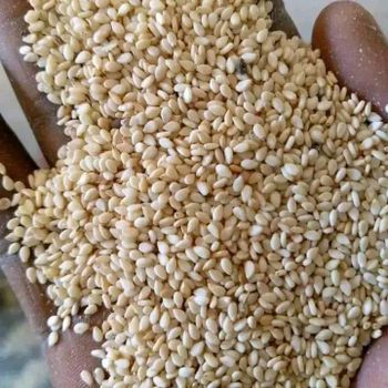 Sesame Seeds WhassApp +237671503419 – product photo, Mixed Sesame Seeds products found from trusted suppliers, wholesalers, manufacturers & exporters Listing
