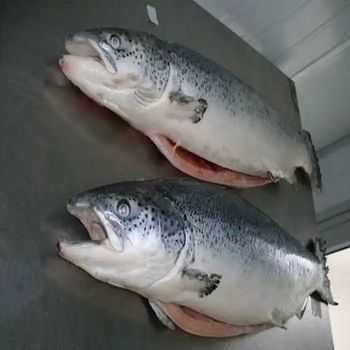 Fresh Norwegian Salmon Carefully Packed Whole Atlantic Fish For Seafood Importers And Retail Supply - TOSOH INTERNATIONAL - South Africa