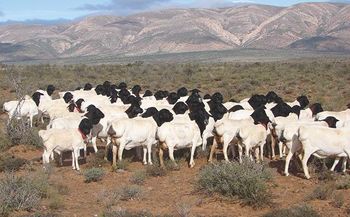 Persian Blackhead Sheep Color Black and white Weight (kg) AVG of 30kgs Place of Origin North eastern kenya Slaughter Weight 30–45 Kg Live Weight - Shopkanairoltd - Kenya