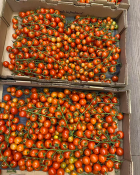 Experience the Vibrant Taste of Fresh Cherry Tomatoes Premium Fresh Cherry Tomatoes 13Kg Cartons On Sale - Sosa Merchant Solutions - Austria