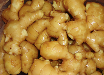 Fresh Ginger from BS International Fresh Ginger - BS International - India
