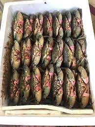 Fresh Crabs Export Ready Seafood Harvest With Naturally Rich Taste And Dependable Supply For International Markets - TOSOH INTERNATIONAL - South Africa