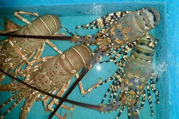 Frozen Lobster
