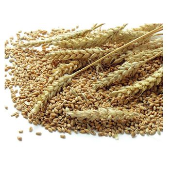 Wholesale Price Natural Soft Wheat Grains Bulk Stock Available For Sale  -  CALIPSO POLSKA SP Z OO  - Poland