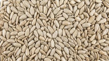 Sunflower Kernels - Confectionery - Agros-98 AD - Bulgaria