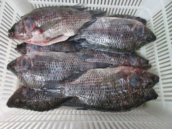 Tilapia whole round, gutted & scaled - Lyntta International Co., Ltd - China