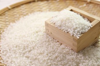 Fast Delivery Japonica Rice 50kg Strong Sack Packaging Clean Short Grain Rice High Cooking Yield Suitable For Bulk Supply Catering Services And Export Trade Buy Now Premium Quality - wood traders - Poland