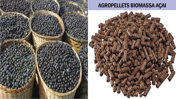 açaí seed biomass - M2A Metal - Brazil
