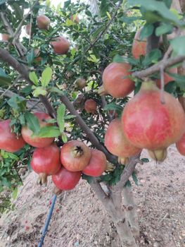 A Grade Pomegranates Fresh Red Pomegranate Place of Origin - Arkay Organics - India