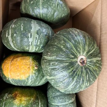 Export Grade Fresh Pumpkin with Firm Texture for Commercial Food Industry Processing and Trade - S-SQUAD - France