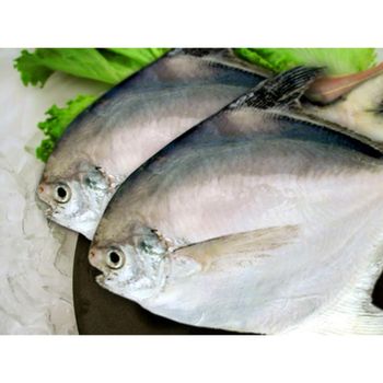 Frozen Silver Pomfret Fish Premium Frozen Seafood Stock For Food Wholesalers Hospitality Groups And Importers - TOSOH INTERNATIONAL - South Africa