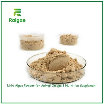 Omega-3 Nutrition Fish Shrimp Aquaculture Feed DHA Algae Powder Feed Additivecas6217-54-5 - Qingdao Algaenutra Biotech Co., Ltd. - China