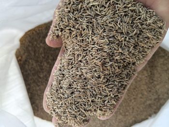 Cumin Seed - ASHAPURA DYE CHEM - India