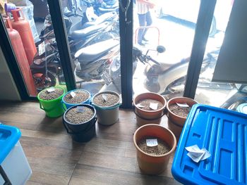 Robusta Coffee Beans - Dampit East Java Natural - Safeena Coffee Limited - Vietnam
