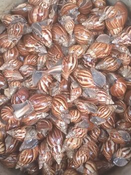Fresh Achatina snail Quality Top Grade Place of Origin Indonesia Form Live Snail Fresh Meat, Cook Package Packaging Carton, Custom Packaging Type And Size Available - Yogya Lestari Jaya - Indonesia