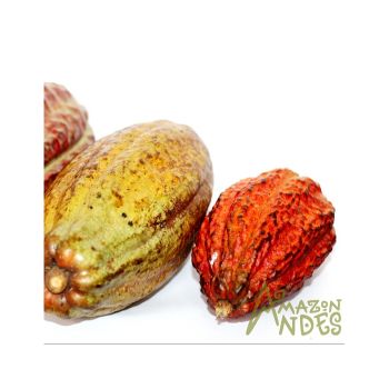 Best Quality Organic Cocoa Mass Cocoa Liquor Blocks At Wholesale Rates With Quick Response - AMAZON ANDES EXPORT S.A.C. - Peru
