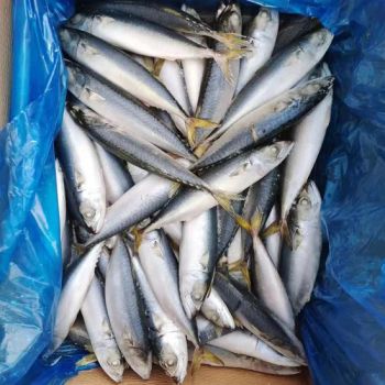 Wholesale Price Competitive Products Fresh Mackerel Fishing Frozen Whole Live IQF Pacific Mackerel - Rizhao Primega Foods Co.,Limited - China