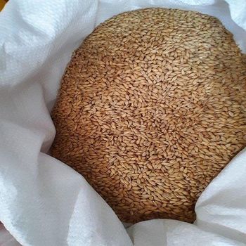 Premium Organic Dried animal feed barley Malt Seeds High Quality 100% Pure Natural 60-65% Protein 3 Year Shelf Life - TRADECENTRIC LLC - United States