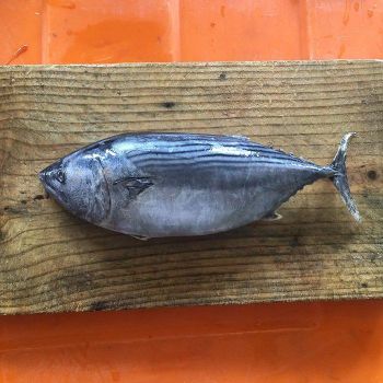 Frozen Tuna Wholesale Price With Good Quality Seafood Frozen Whole Round Bonito Tuna Fish Skipjack - TRADECENTRIC LLC - United States