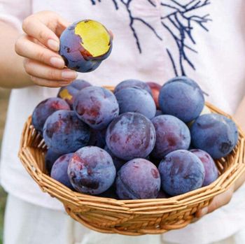 Fresh Plums Superior Fruit Collection For Bulk Purchasing Supporting Fresh Market Demand With Excellent Condition - TOSOH INTERNATIONAL - South Africa
