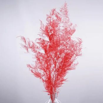 Preserved Plants Tropical Asparagus Fern Leaves Home Garden Decoration Decoration - Taojue(Zhuhai)Technology Co., Ltd - China