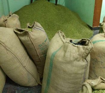 Cheap Price Fresh Green Cardamom Available for Export from AL JABLI TRADING COMPANY LIMITED Cheap Price Fresh Green Cardamom Available for Export - AL JABLI TRADING COMPANY LIMITED - Tanzania