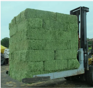 Cheapest Alfalfa Hay Animal Feeding Stuff Alfalfa, hay/alfalfa hay pellets Timothy Hay Wholesale Manufacturer Alfalfa Hay from Almaa SCS Cheapest Alfalfa Hay Animal Feeding Stuff Alfalfa, hay/alfalfa hay pellets Timothy Hay Wholesale Manufacturer Alfalfa Hay - Almaa SCS - Belgium
