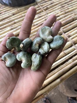 Cashew nut in shell - Medilight global investment limited - Nigeria