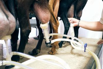 Goat Milk Grade A Processing Type Natural Cultivation Type Organic Purity 100% Natural, Preservative-free Probiotic Content Naturally High In Probiotics And Good Fats - ADWA Solutions LLC - United States
