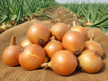 Fresh Yellow Onions – Export Quality from Mercathen Fresh Yellow Onions – Export Quality - Mercathen - Uzbekistan