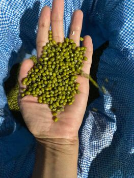 Green Mung Bean Whole - SJM Agro Overseas Inc - India