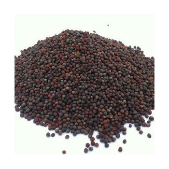 Rapeseed available in bulk quantities with reliable international shipment - MASI TRADING GMBH - Germany