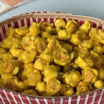 Yellow flower tea Aroma Delicate Color Golden Hue Experience Calming Texture Dry Petals Serving Method Hot Or Cold Origin Fertile Agricultural - DGA CO.,LTD - Vietnam