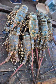 Fresh Live Lobsters Selected Daily From Cold Water Fisheries Offering High Protein Content And Reliable Delivery Standards - TOSOH INTERNATIONAL - South Africa