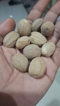 Nutmeg Bean Grade AB Flavor Strong Max. Moisture (%) 12% Origin Ambon Island, Indonesia Place of Origin Ambon Inodnesia Packaging Details 50 kg or 100 kg - PT Agrolink Nusa Internasional - Indonesia