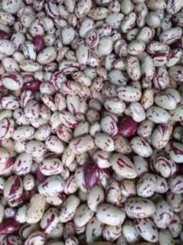 Speckled Kidney Bean - jtenkgroup - Tanzania