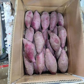 PURPLE SWEET POTATO Size S, M, L Quality GOOD Grade CLASS A Origin Vietnam Weight (kg) 70-350GR Shape Well, oval shape Storage Temperature +5-7 C - HAO QUANG COCONUT ONE MEMBER COMPANY LIMITED - Vietnam