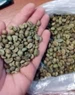 holesale Premium High Quality Raw Coffee Beans Directly From the Farm Grade 100% Arabic Green Coffee Beans - Thai Agri Company - Thailand