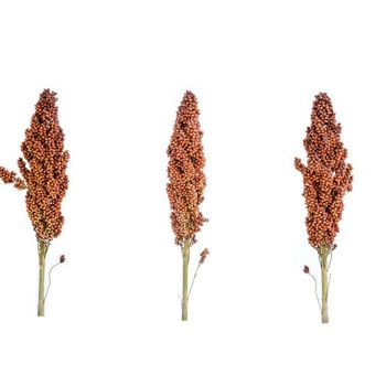 High Yield Sorghum Grain Sourced From Trusted Farms With Strict Quality Control And Testing from THE GREEN INTERNATIONAL LIMITED High Yield Sorghum Grain Sourced From Trusted Farms With Strict Quality Control And Testing - THE GREEN INTERNATIONAL LIMITED - Tanzania