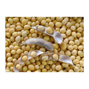 Premium Brazilian Soybeans frozenchickenexports.com - AGROSTREAM EXPORTS AND IMPORTS PTY LTD - South Africa