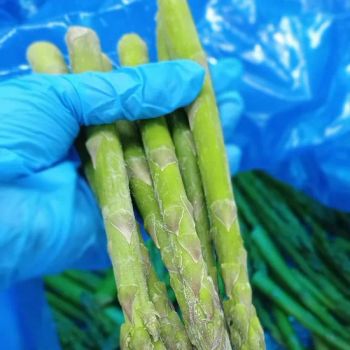 China Nutritious Fresh Bulk IQF Asparagus Premium Natural Frozen Asparagus - Shanxi Jiemaotong Import and Export Co., Ltd - China