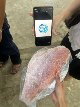 FROZEN FILLETS RED SNAPPER - HIGH QUALITY Origin Worldwide - PT Savya Coco Provita - Indonesia