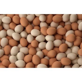 Customized Chicken Egg - MEME GROUP COMPANY LTD - Cameroon