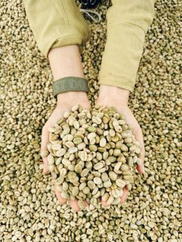 Selected Green Coffee Arabica Beans Delivering Balanced Aroma Smooth Taste And Reliable Quality from EAST LAND PROPERTIES Selected Green Coffee Arabica Beans Delivering Balanced Aroma Smooth Taste And Reliable Quality - EAST LAND PROPERTIES - Tanzania