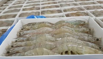 Shrimps Frozen / Dried Color Red Packing 10kg/ctn Type Shrimp, Prawn Net Weight 100% N.w Shelf Life 24 Months Place of Origin India - D25 Global - India