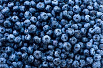 Premium Fresh Blueberries from South Africa for Exports! Class 1 export quality professional packing - NINE FRUITS EXPORTS (PTY) LTD - South Africa