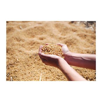 Premium soybeans meal available in bulk for export and wholesale trade - AFRIVET TRADING SERVICES - South Africa